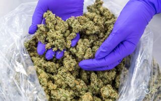 blue lab glove hands holds cannabis over a large bag of cannabis