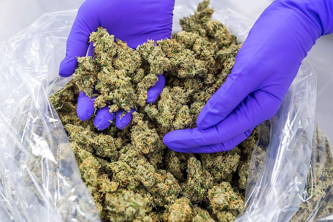 blue lab glove hands holds cannabis over a large bag of cannabis
